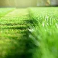Cut Grass image